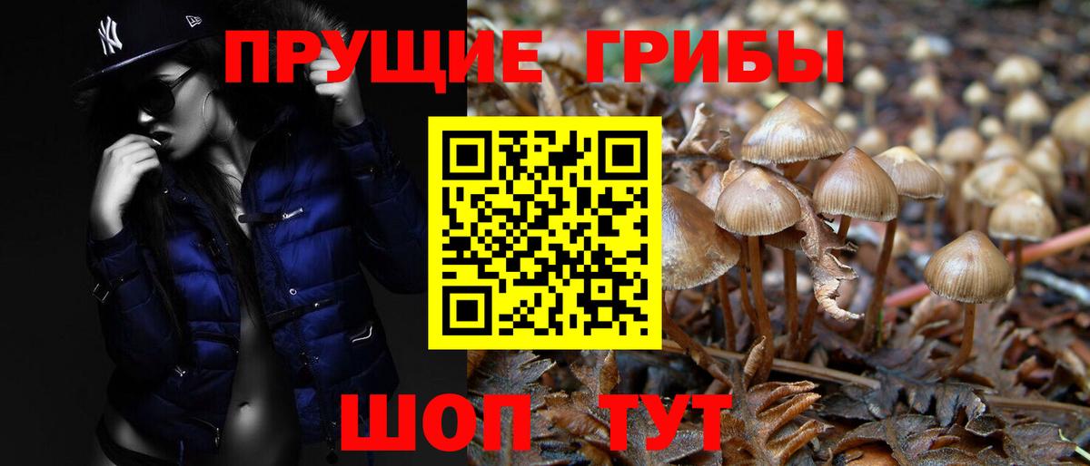 Новокуйбышевск  Галлюциногенные грибы Psilocybine cubensis  Вход с VPN 